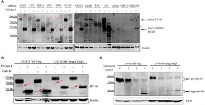 Deficiency of N-linked glycosylation impairs immune function of B7-H6